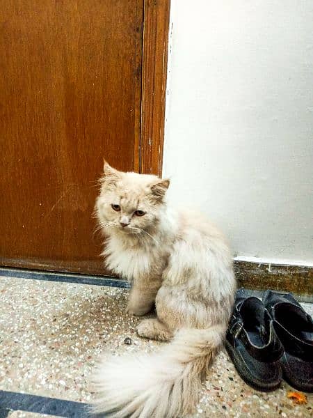 Triple coat male Persian cat for sale 2