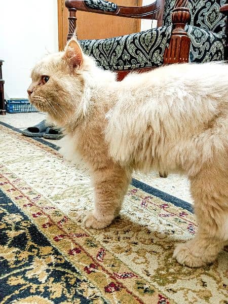 Triple coat male Persian cat for sale 3