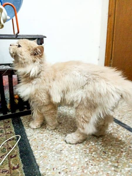 Triple coat male Persian cat for sale 4