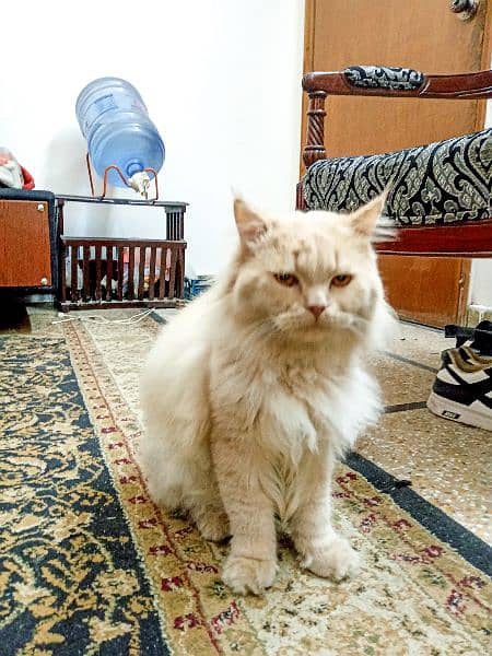 Triple coat male Persian cat for sale 0