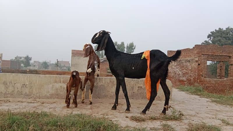 MASHALLAH Betal bakri with 2 male Price Final 0