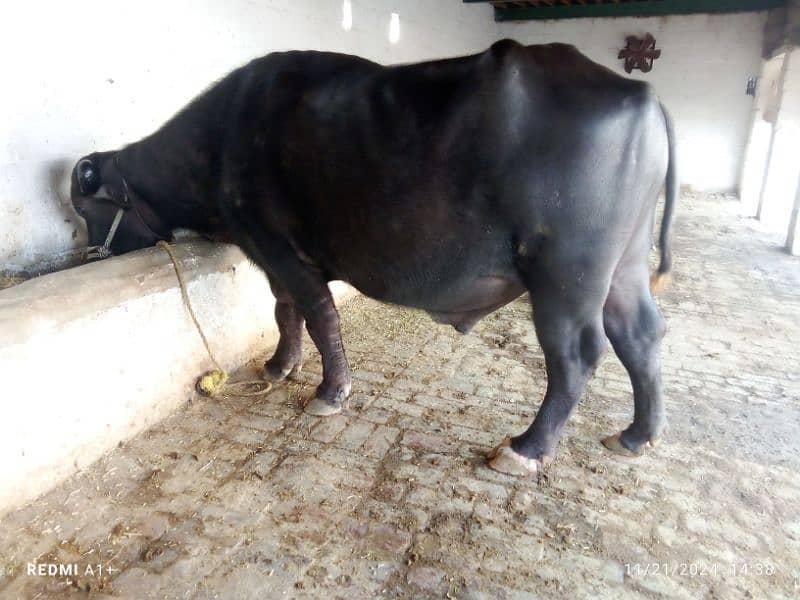 male buffalo 0