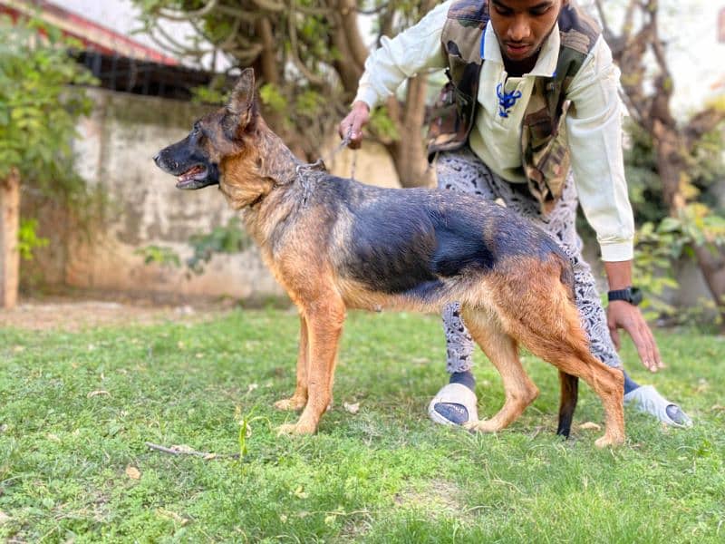 german Shepherd female for sale 1