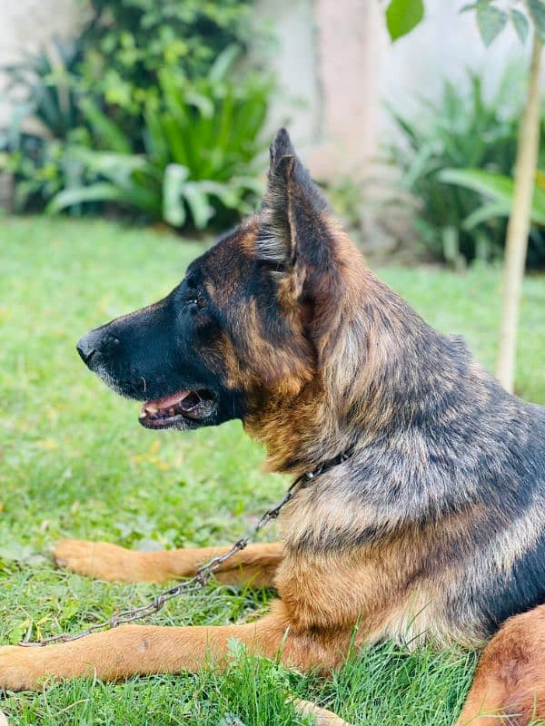 german Shepherd female for sale 2