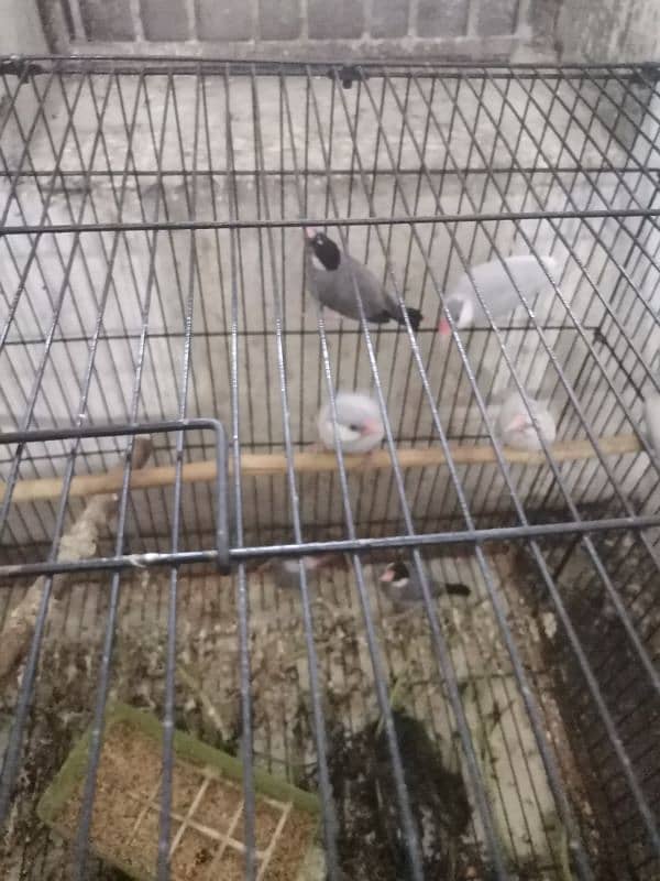 java finches for sale 5