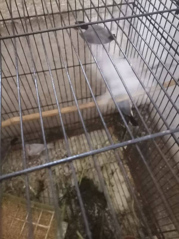 java finches for sale 6