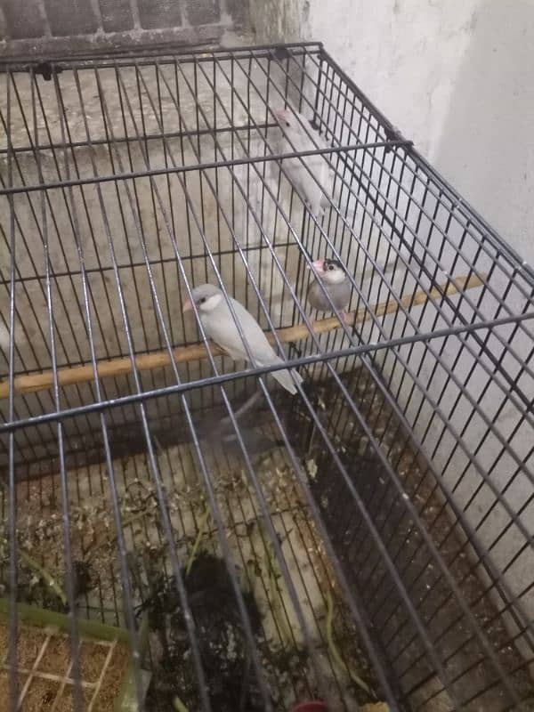 java finches for sale 7