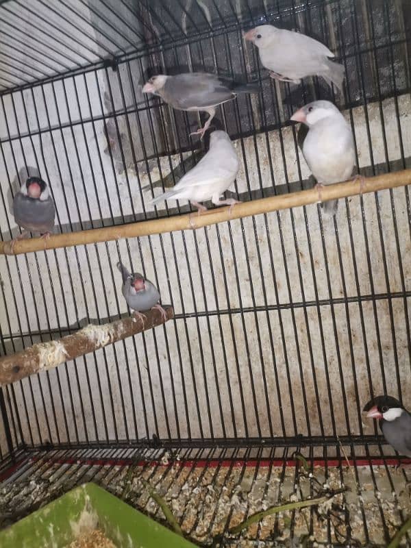 java finches for sale 9