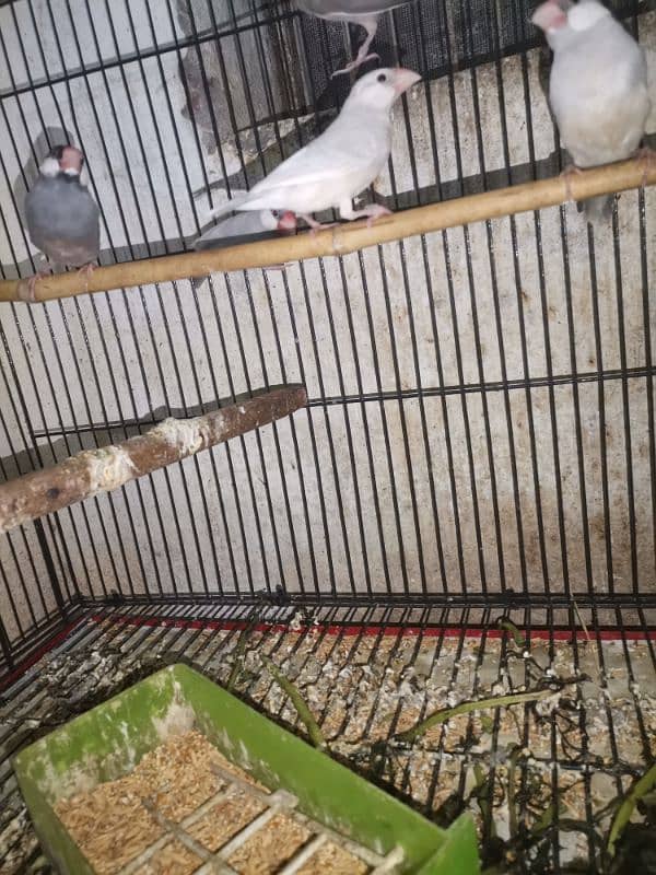 java finches for sale 10