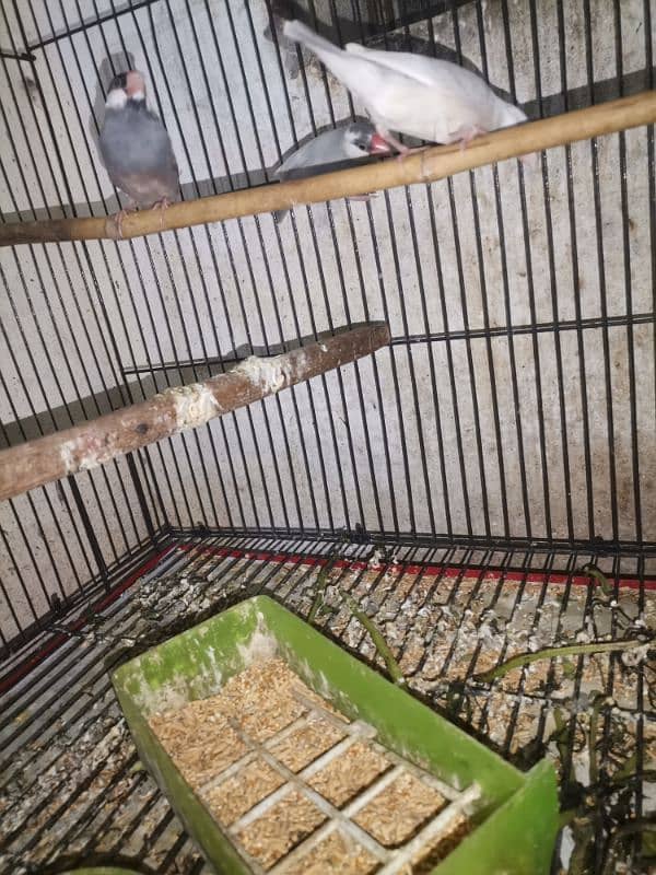 java finches for sale 11