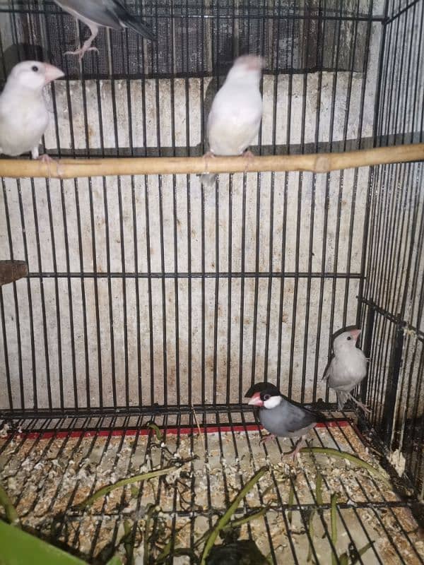 java finches for sale 12