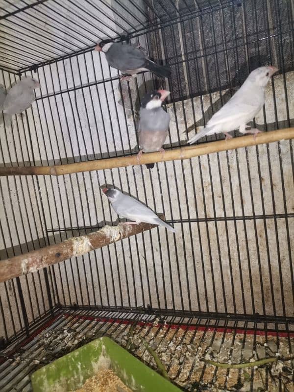 java finches for sale 13