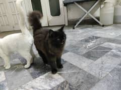 Persian cats for Sale