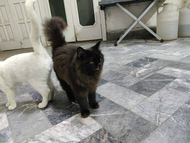 Persian cats for Sale 0