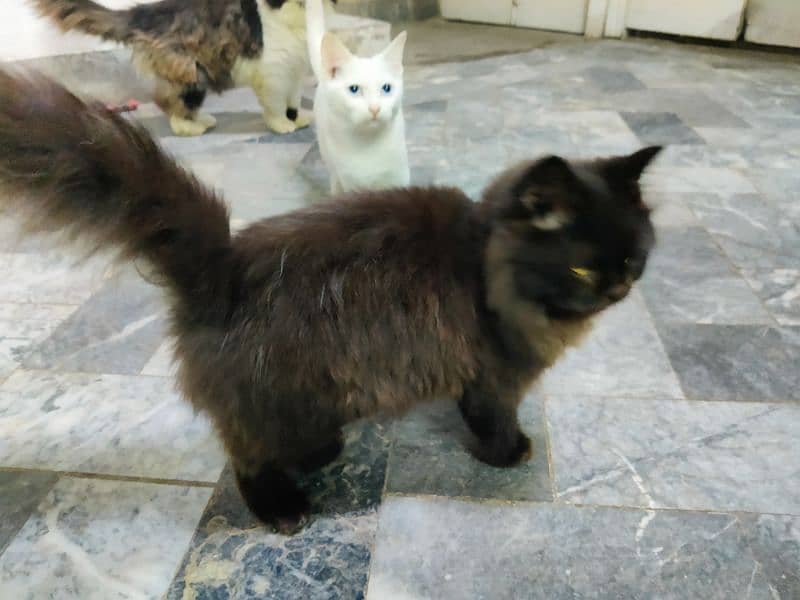 Persian cats for Sale 1