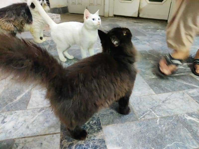 Persian cats for Sale 3