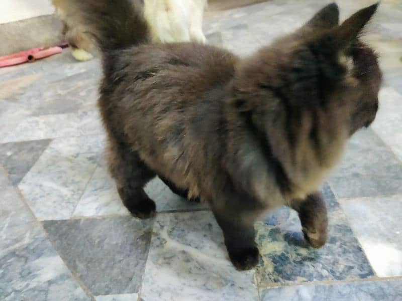 Persian cats for Sale 4