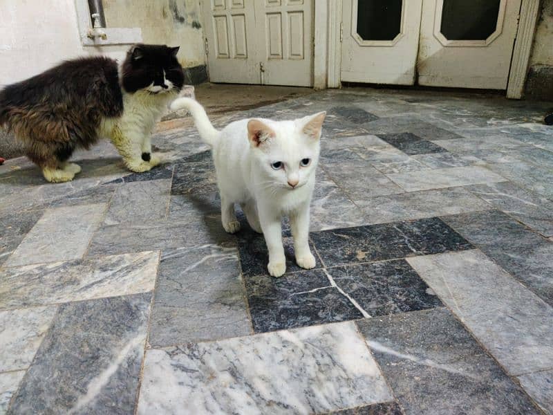 Persian cats for Sale 5