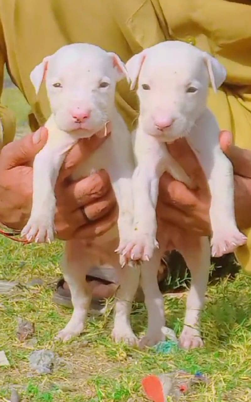 kohati gultair dogs |kohati gultair puppies| gultair puppy | pink nose 0