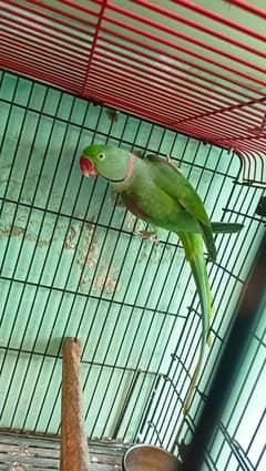 Pahari parrot