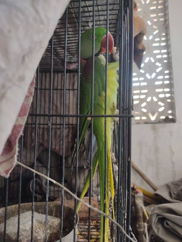 Raw Parrot almost 2 year age 1