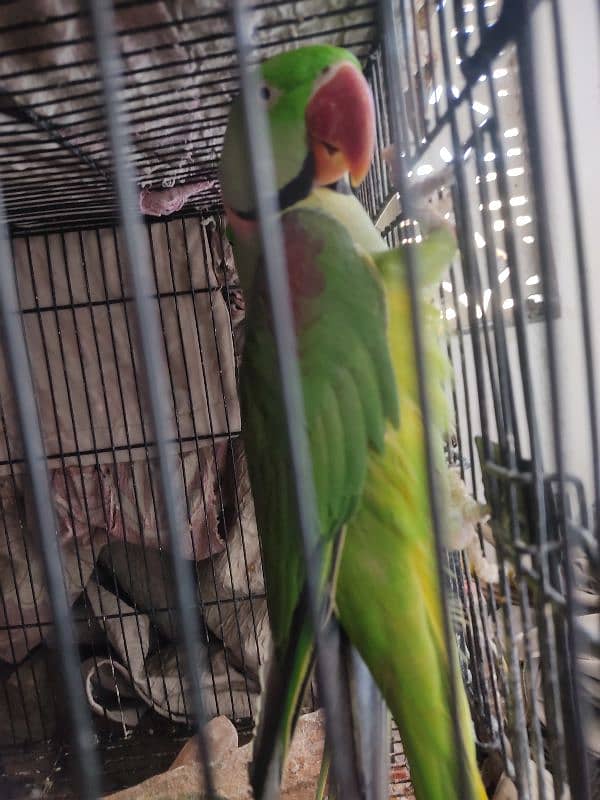 Raw Parrot almost 2 year age 4