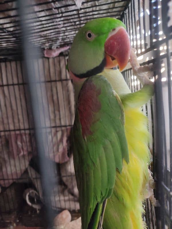 Raw Parrot almost 2 year age 5