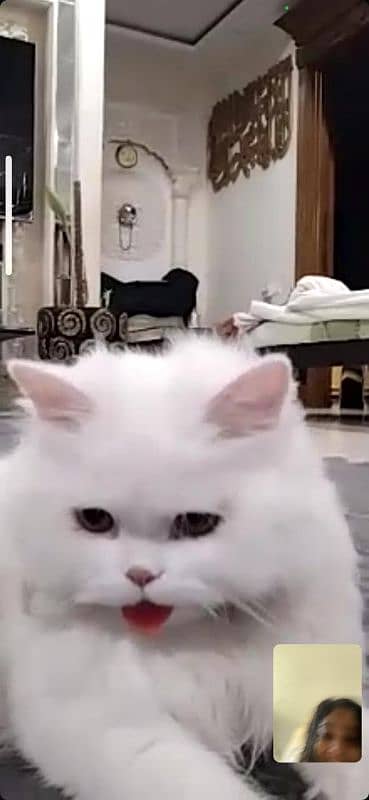 White persian cat 1