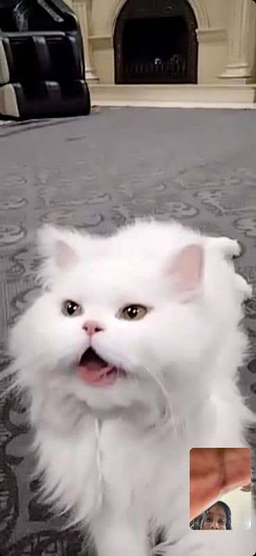 White persian cat 3