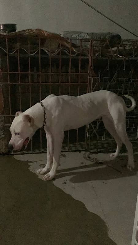 Dogo Argentino Female Dog Non Pedigree 0