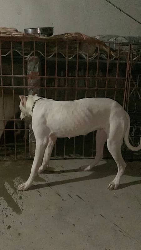 Dogo Argentino Female Dog Non Pedigree 1