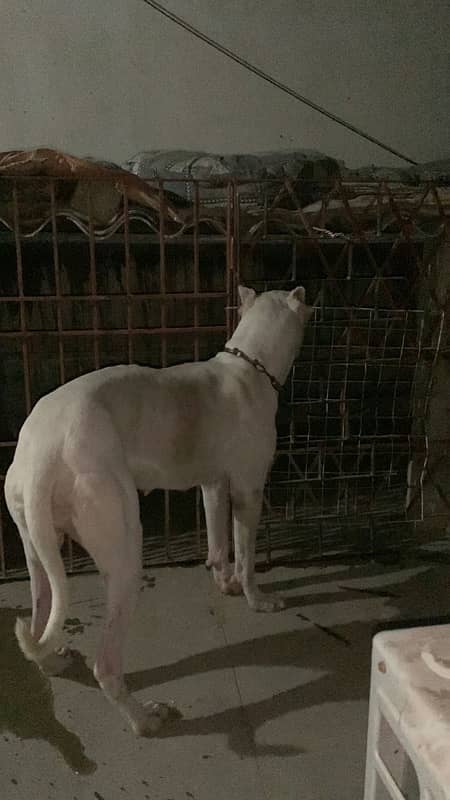 Dogo Argentino Female Dog Non Pedigree 2