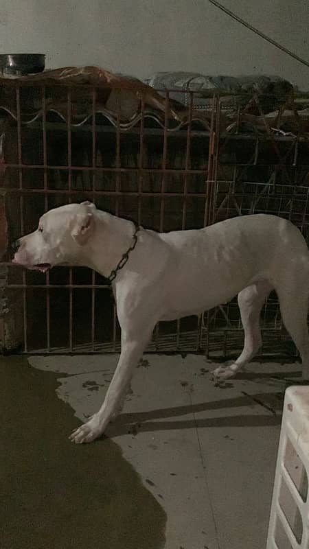 Dogo Argentino Female Dog Non Pedigree 3