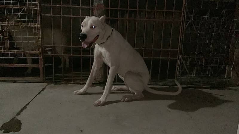 Dogo Argentino Female Dog Non Pedigree 4