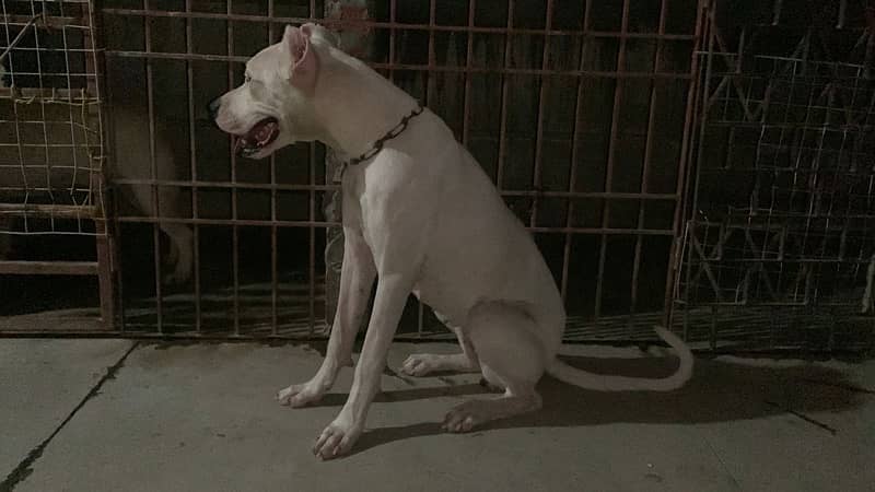 Dogo Argentino Female Dog Non Pedigree 5