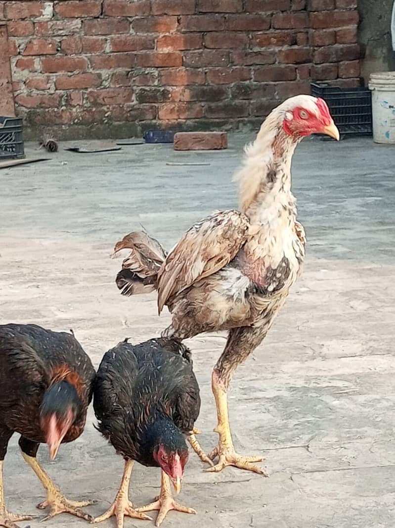 Aseel Trio for sale in Lahore 5