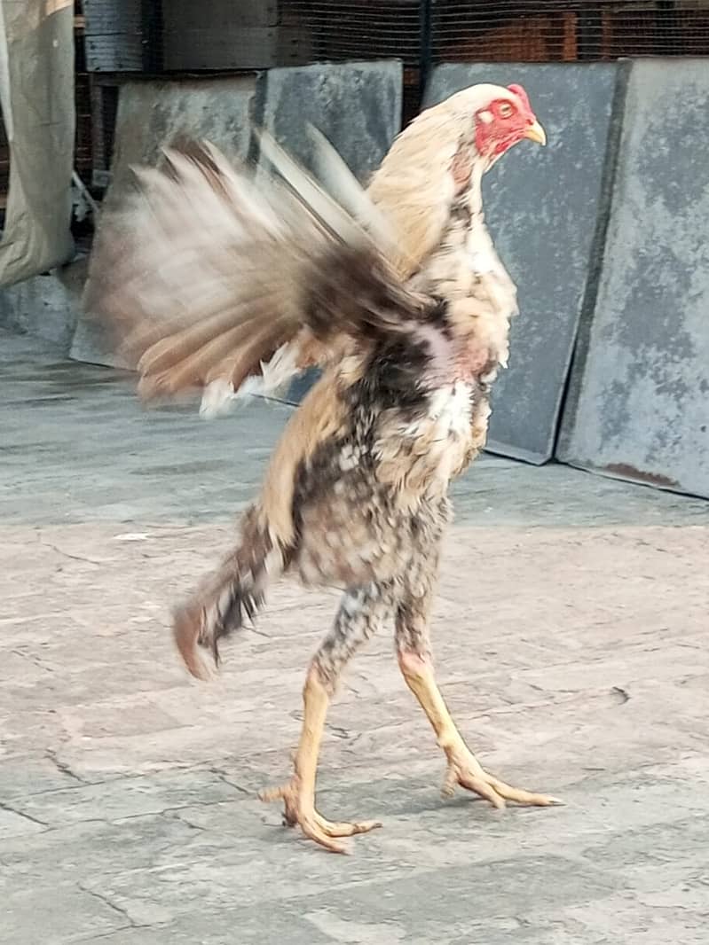 Aseel Trio for sale in Lahore 13