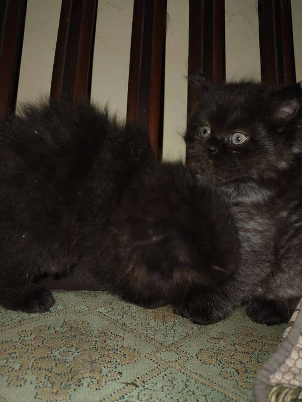 Tripple coated Persians kitten for sale 0