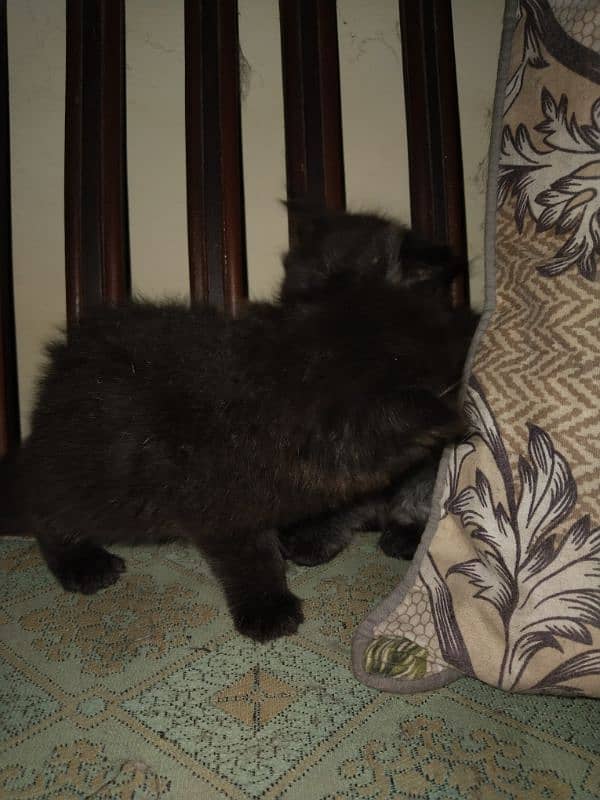 Tripple coated Persians kitten for sale 1