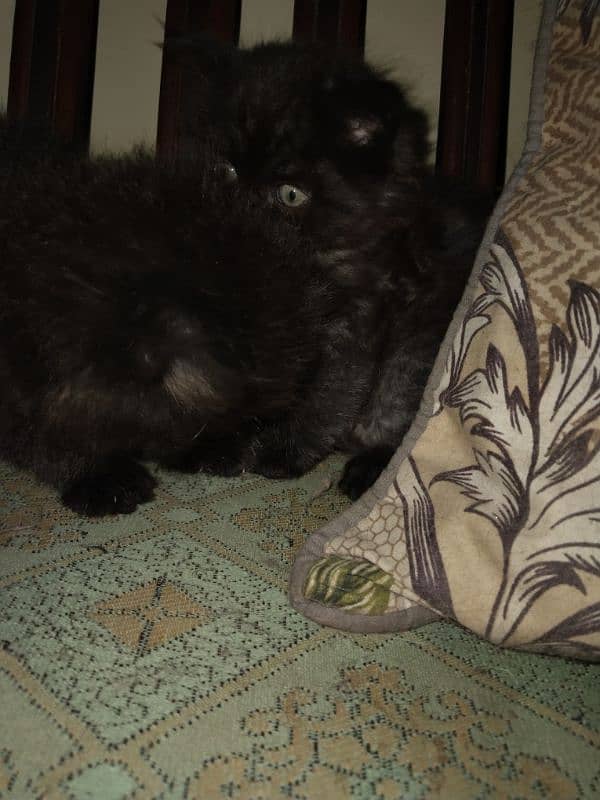 Tripple coated Persians kitten for sale 2