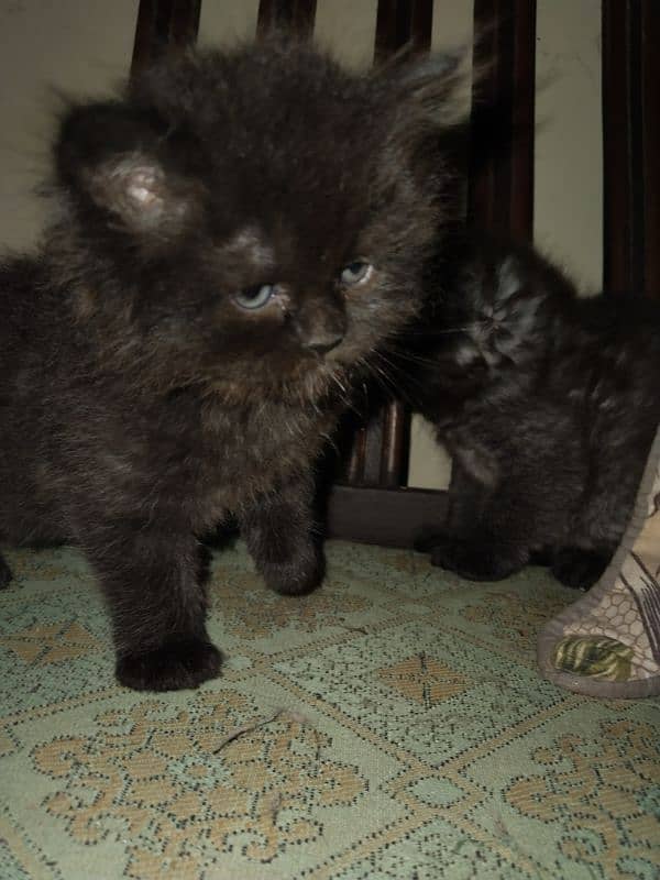 Tripple coated Persians kitten for sale 4