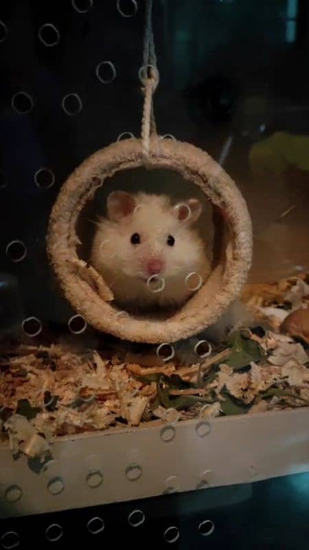 White Hamster With House 1