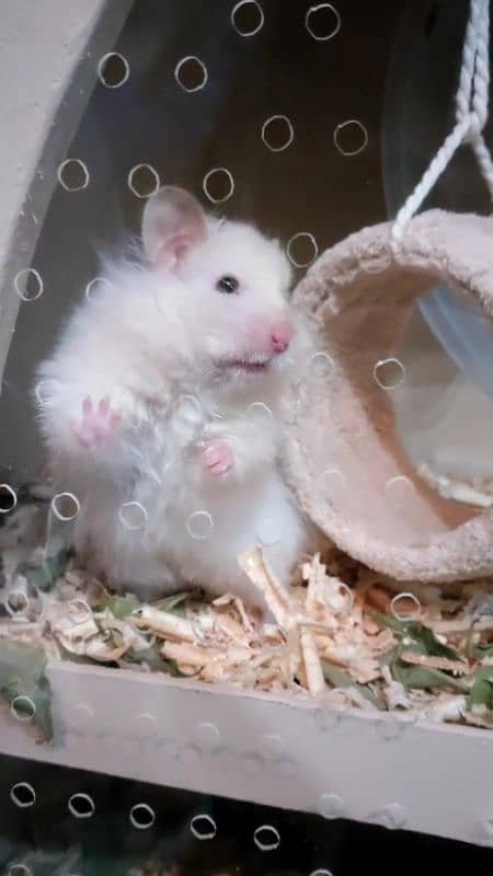 White Hamster With House 2