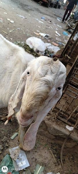 gulabe Bakra for sale 0