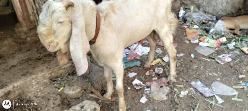 gulabe Bakra for sale 1