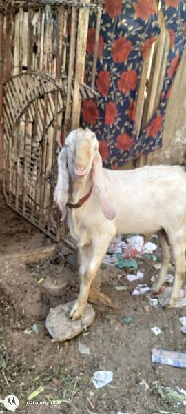 gulabe Bakra for sale 2