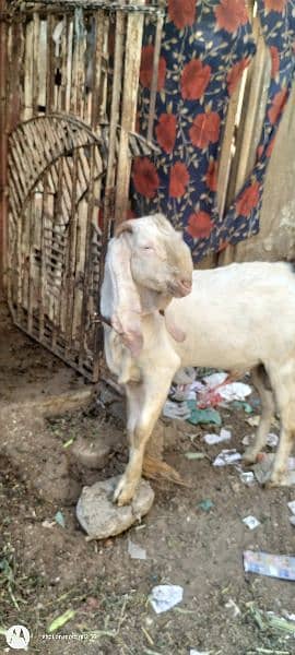 gulabe Bakra for sale 3