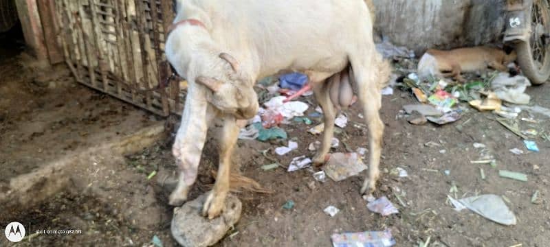 gulabe Bakra for sale 4