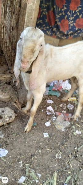 gulabe Bakra for sale 5