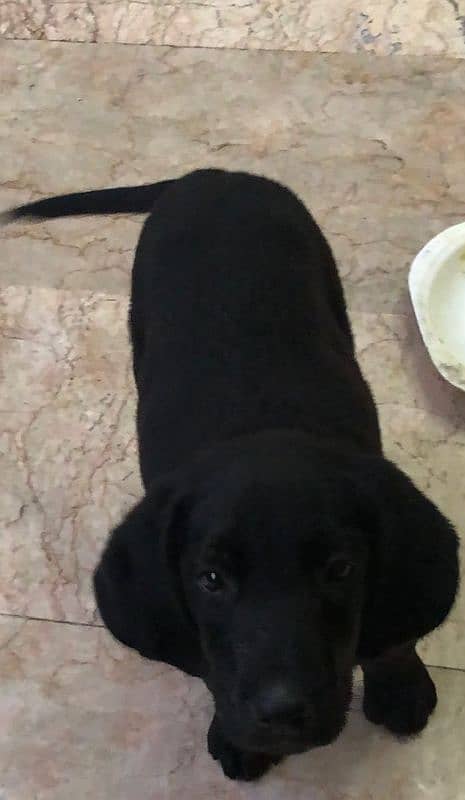 Labrador Bith Black Female Puppy 0